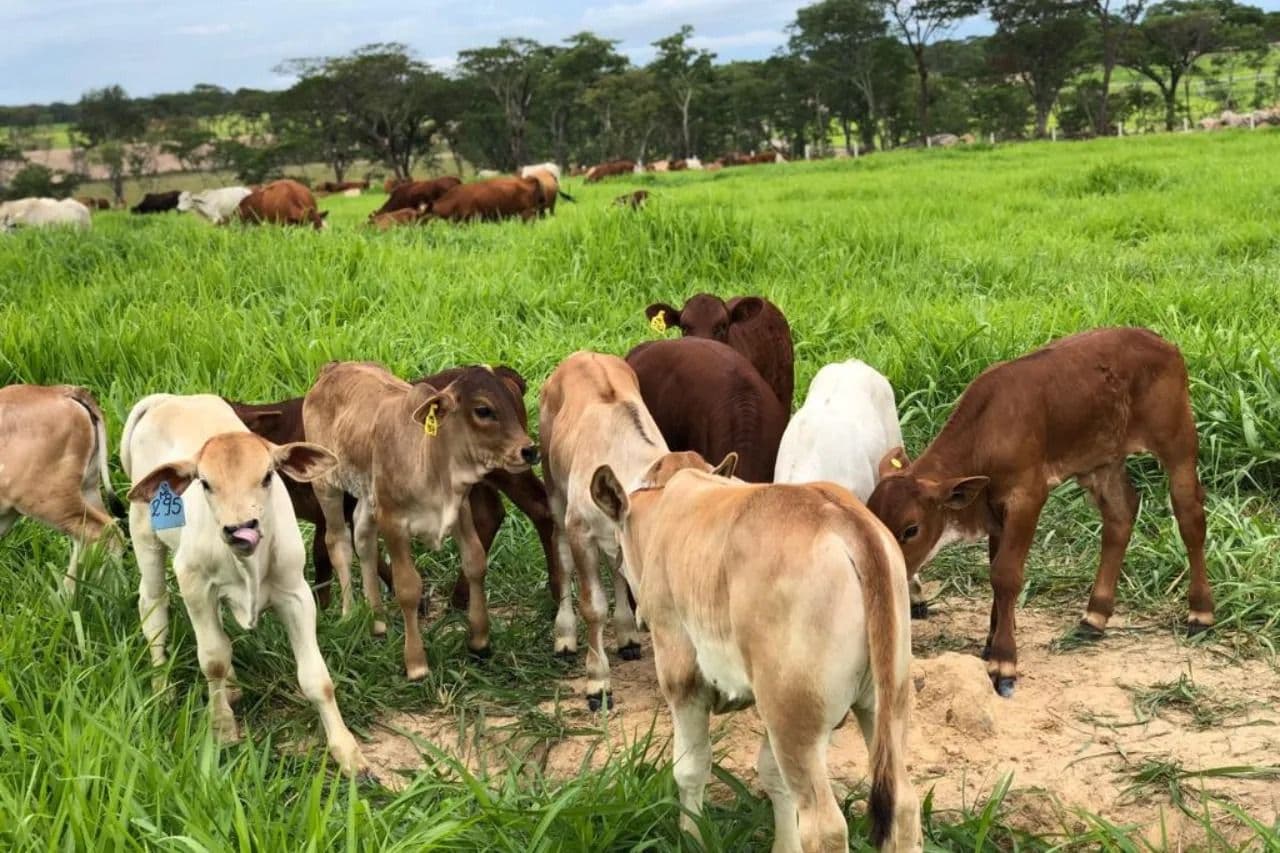 Grupo OMATAPALO apresenta escala e potencial produtivo das Fazendas Mumba e Quiminha na Agritech Show